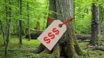 Wealthy-invest-in-timber-jpg