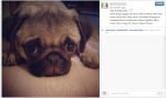 instagramm