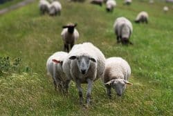 sheep-2475203_640