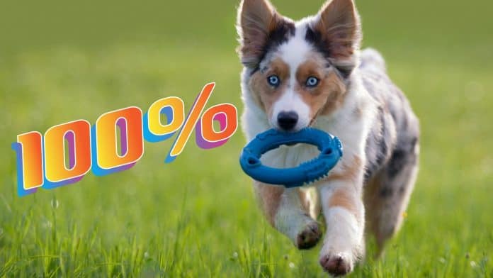 Egy kutyajáték webshop megcsinálta a TÖKÉLETES kampányt